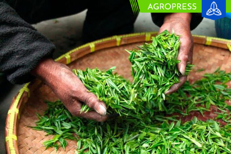 Perú produce 3.307 toneladas de té al año