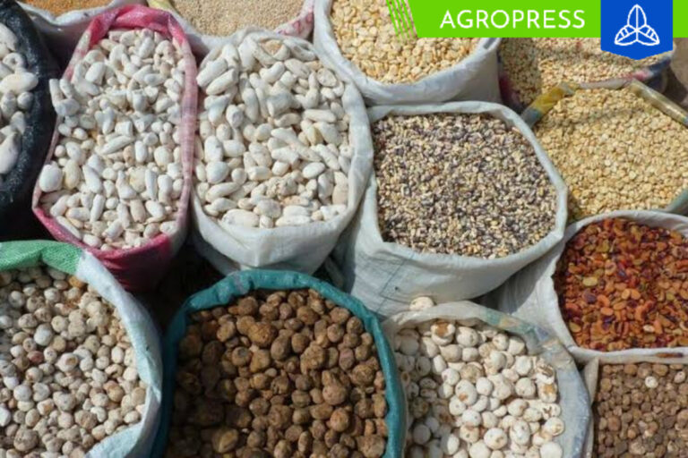 5 alimentos nativos del Perú que debemos incluir en nuestra alimentación