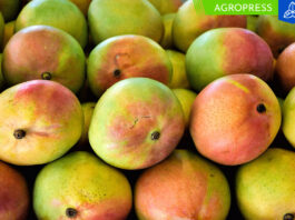 Exportaciones de mango fresco de Perú totalizan 113,822 toneladas