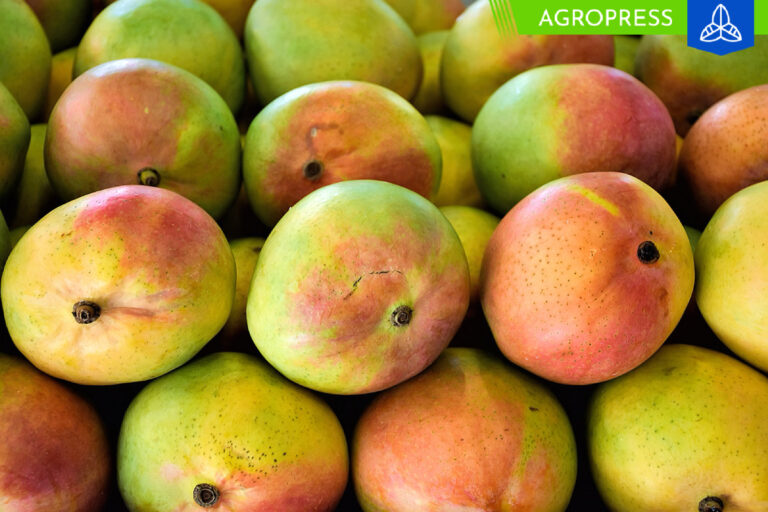 Exportaciones de mango fresco de Perú totalizan 113,822 toneladas
