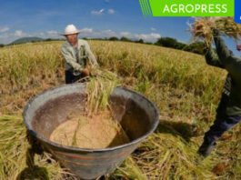Producción de arroz creció 13.8% en el 2023
