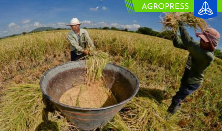 Producción de arroz creció 13.8% en el 2023