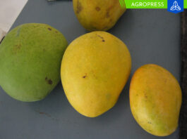 El volumen de mangos provenientes de Sudamérica experimenta un incremento