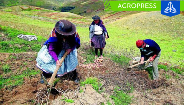 Las lluvias pronosticadas en la sierra central y sur impulsarán la campaña agrícola 2023-2024