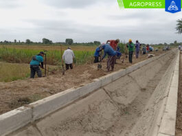 Agricultores realizan trabajos de descolmatación en zona del Bajo Piura