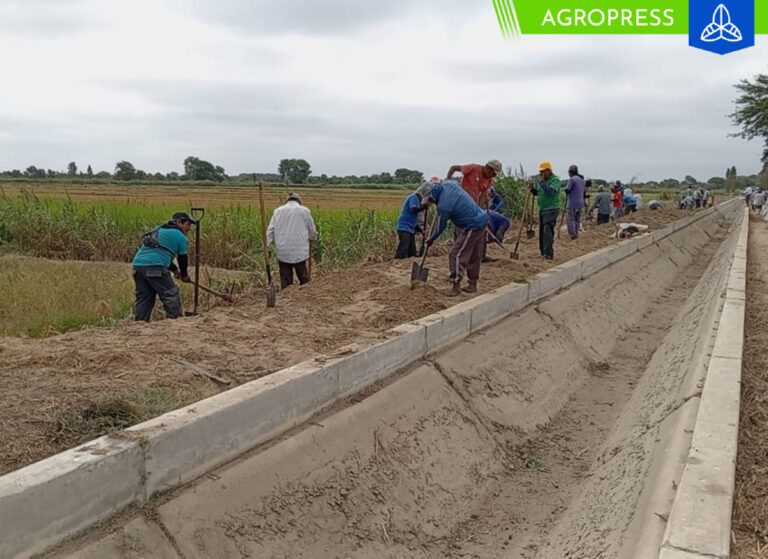 Agricultores realizan trabajos de descolmatación en zona del Bajo Piura