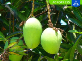 Conoce algunos beneficios de comer mango verde