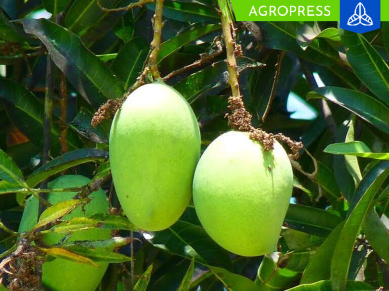 Conoce algunos beneficios de comer mango verde