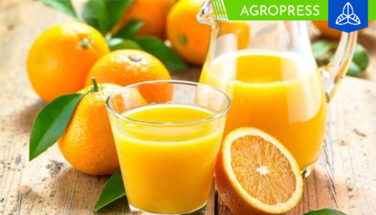 Producción de naranja: el zumo que conquista mercados a nivel internacional