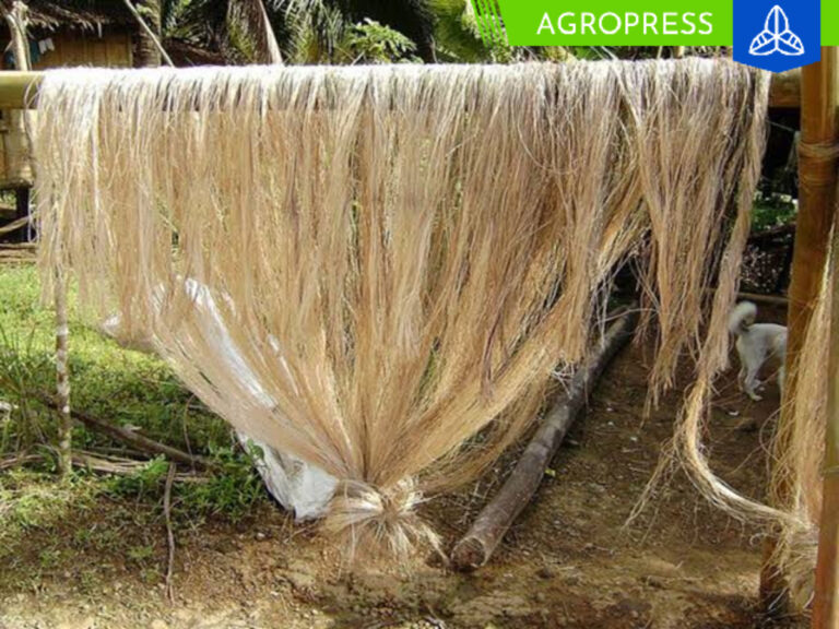 Promoverán el cultivo, producción y procesamiento industrial de la planta de yute