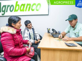 Agrobanco desembolsó S/ 628.9 millones en créditos a productores de la Macrorregión Sur