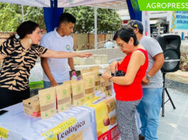 Municipalidad provincial de Piura impulsa feria de panela orgánica con la destacada participación de productores de Ayabaca