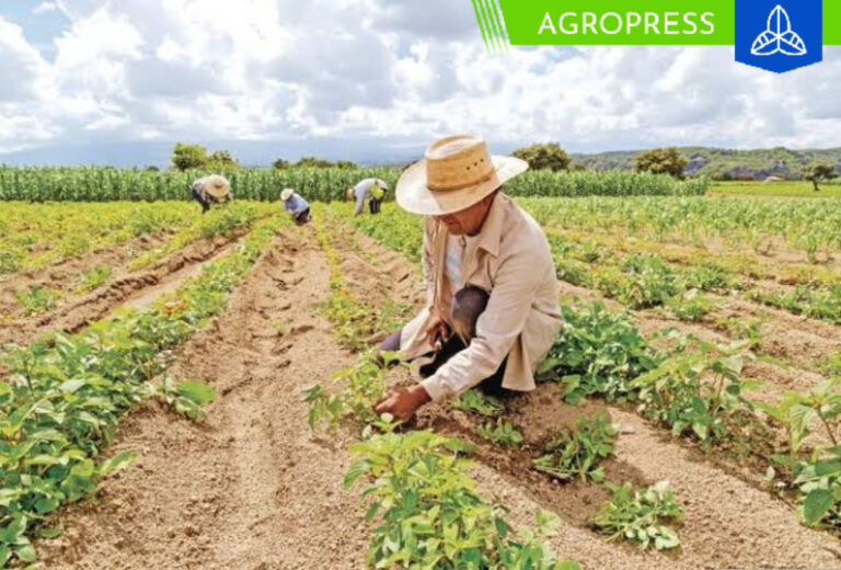 Ica se consolidará nuevamente como la región líder en agroexportación de Perú