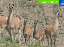 El censo regional del guanaco tuvo lugar en Arequipa
