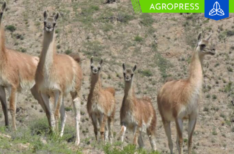El censo regional del guanaco tuvo lugar en Arequipa