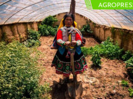 Midagri concluye la instalación de 150 fitotoldos en Arequipa