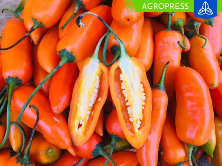 Huánuco: agricultores locales darán inicio a la producción de ají tabasco