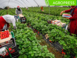 Piura implementa proyecto para crear 13,204 empleos en el sector agrícola