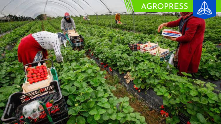 Piura implementa proyecto para crear 13,204 empleos en el sector agrícola