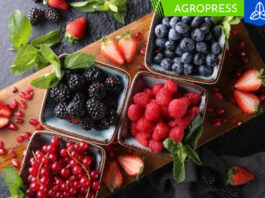 Perú examina frutas con potencial para la agroexportación