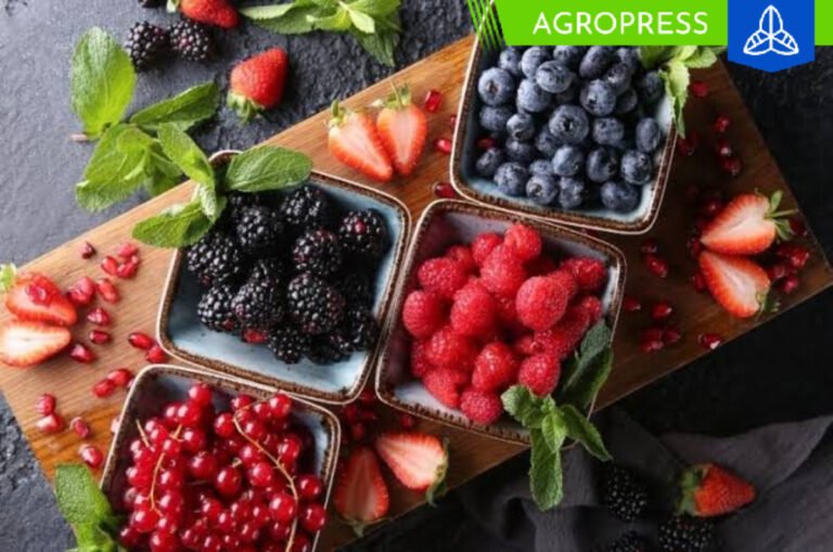 Las berries superan a los plátanos en el comercio mundial durante el año