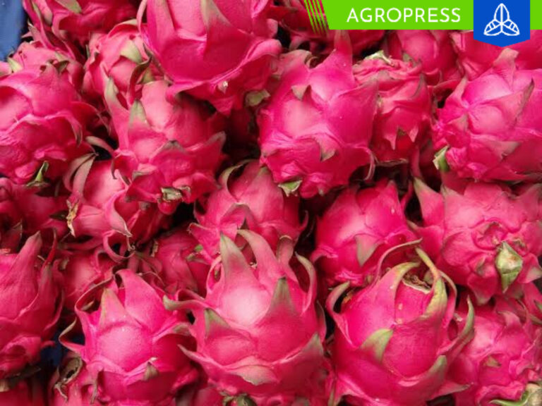 Rentabilidad del cultivo de pitahaya en Ecuador se ve amenazada por la sobreexplotación