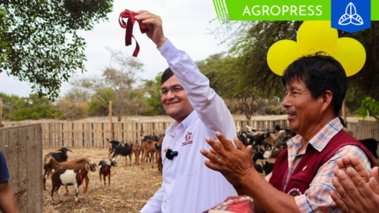 Mejorarán la ganadería caprina para potenciar la producción láctea en Mórrope