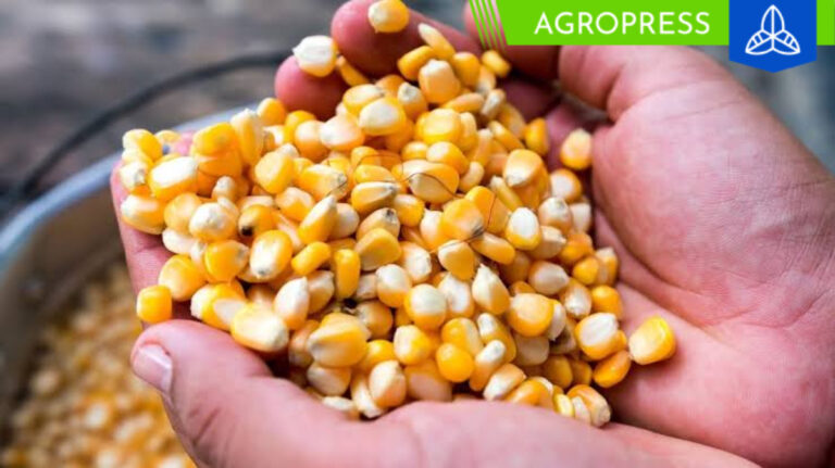 Actualizan tablas aduaneras para importación de maíz, azúcar y productos lácteos