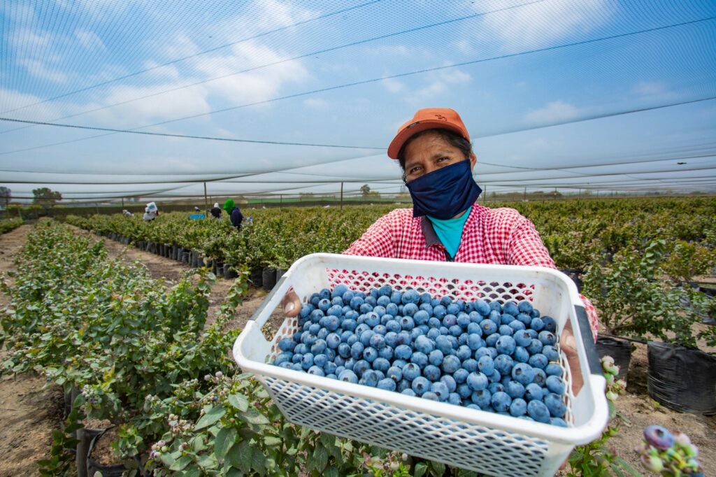 MIDAGRI Exportaciones agrarias superaron los US$ 10 mil millones en ventas