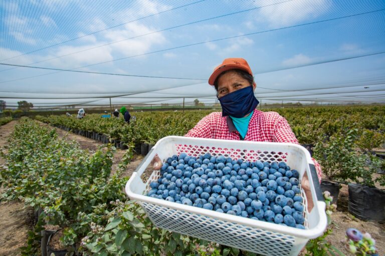 MIDAGRI: Exportaciones agrarias superaron los US$ 10 mil millones en ventas