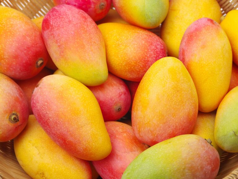 Mercado global de mango presenta escasez, según gerente de Mosaic Fruits