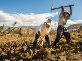 Seguro Agrícola Catastrófico 2023-2024: ¿cómo funciona? Seguro Agrícola Catastrófico 2023-2024: ¿cómo funciona?
