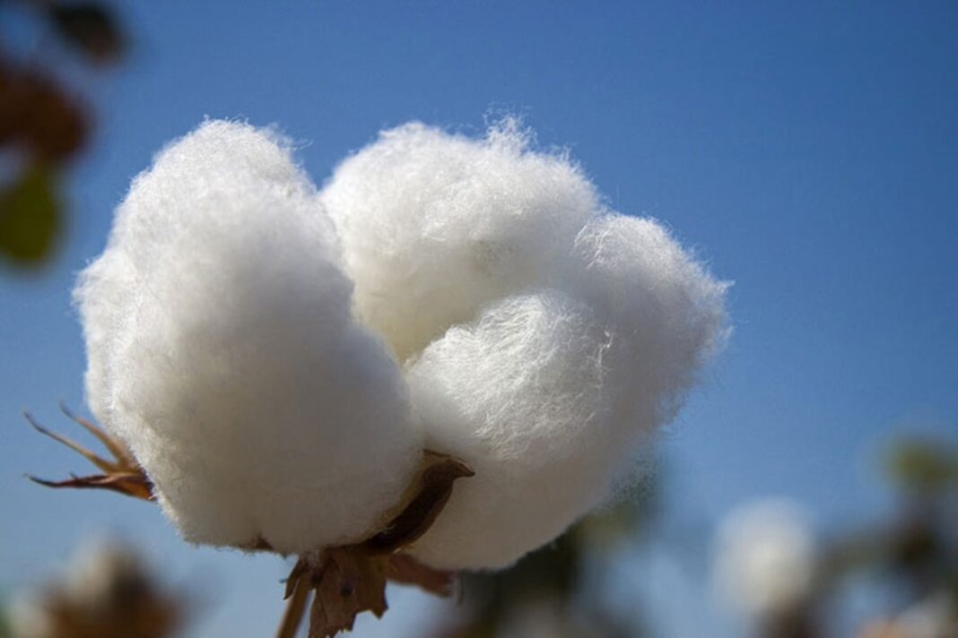 Gestionan financiamiento para 500 hectáreas de algodón en el Bajo Piura