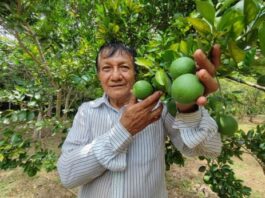 Inicia campaña de exportación de cítricos en Perú: alianza estratégica para impulsar el sector agroexportador Inicia campaña de exportación de cítricos en Perú: alianza estratégica para impulsar el sector agroexportador