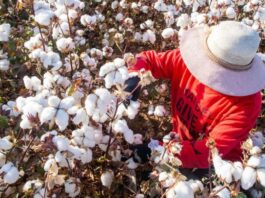 Fijan fecha de siembra del cultivo de algodón en los valles del Medio y Bajo Piura Fijan fecha de siembra del cultivo de algodón en los valles del Medio y Bajo Piura.
