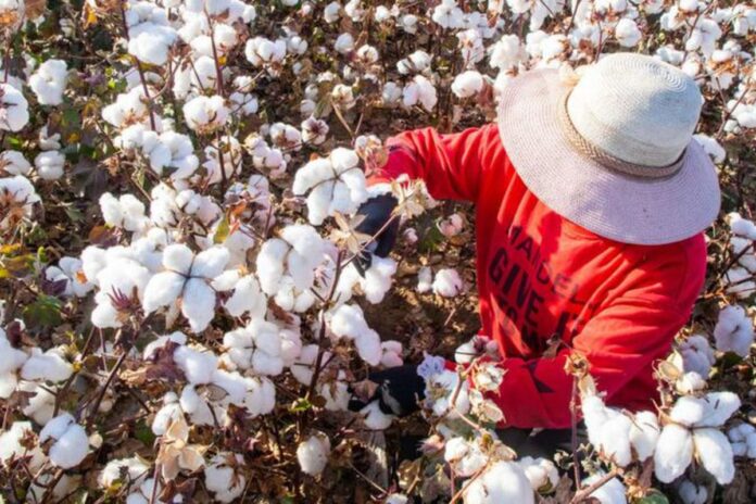 Fijan fecha de siembra del cultivo de algodón en los valles del Medio y Bajo Piura.
