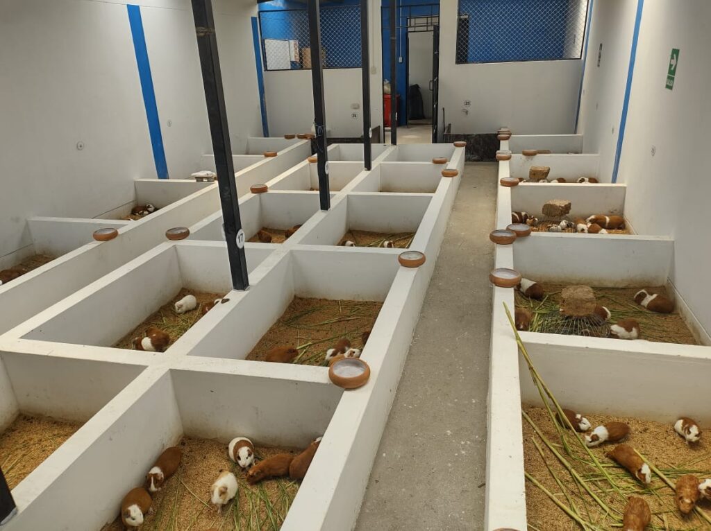 DRAP construye módulos de crianza y tecnología ganadera en Piura