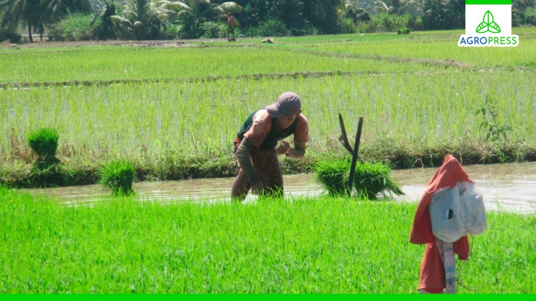 180 mil pequeños productores de 21 regiones se beneficiarán con ayuda de Agro Rural