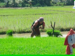 180 mil pequeños productores de 21 regiones se beneficiarán con ayuda de Agro Rural 180 mil pequeños productores de 21 regiones se beneficiarán con ayuda de Agro Rural