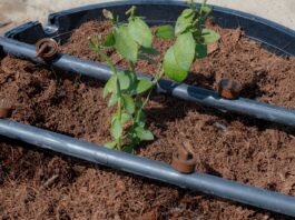 Arándanos del futuro: inversión de alto rendimiento en los campos de Piura Arándanos del futuro