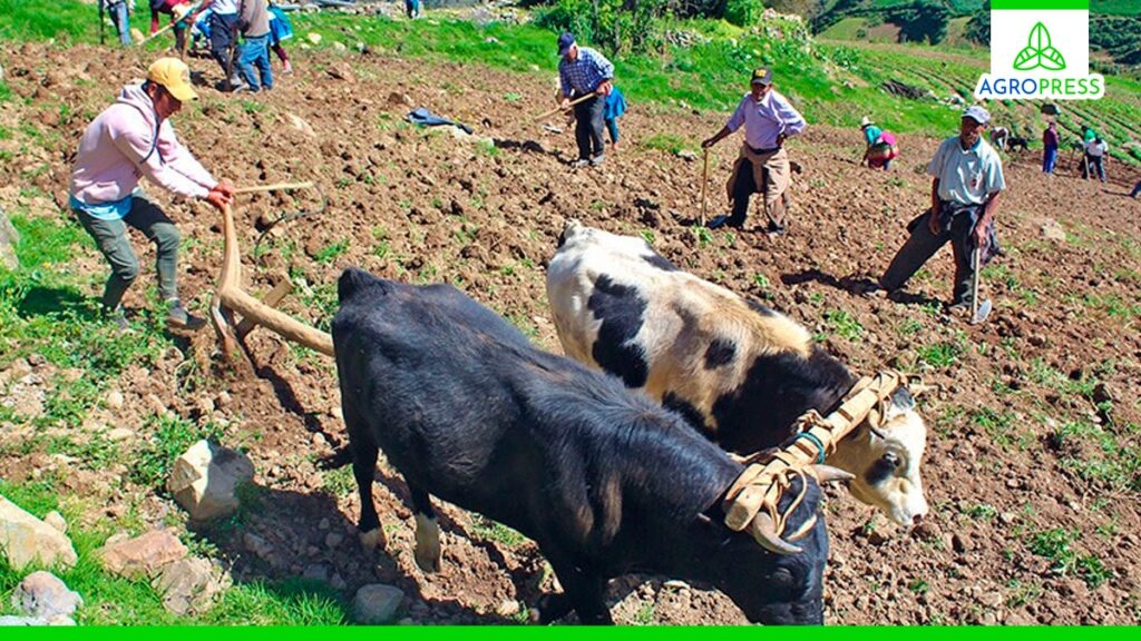 Anuncian la realización de la Encuesta Nacional de Intenciones de Siembra para la campaña agrícola 2024 – 2025