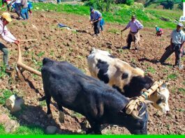 Anuncian la realización de la Encuesta Nacional de Intenciones de Siembra para la campaña agrícola 2024 – 2025 Anuncian la realización de la Encuesta Nacional de Intenciones de Siembra para la campaña agrícola 2024 – 2025