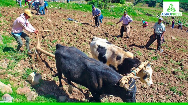 Anuncian la realización de la Encuesta Nacional de Intenciones de Siembra para la campaña agrícola 2024 – 2025