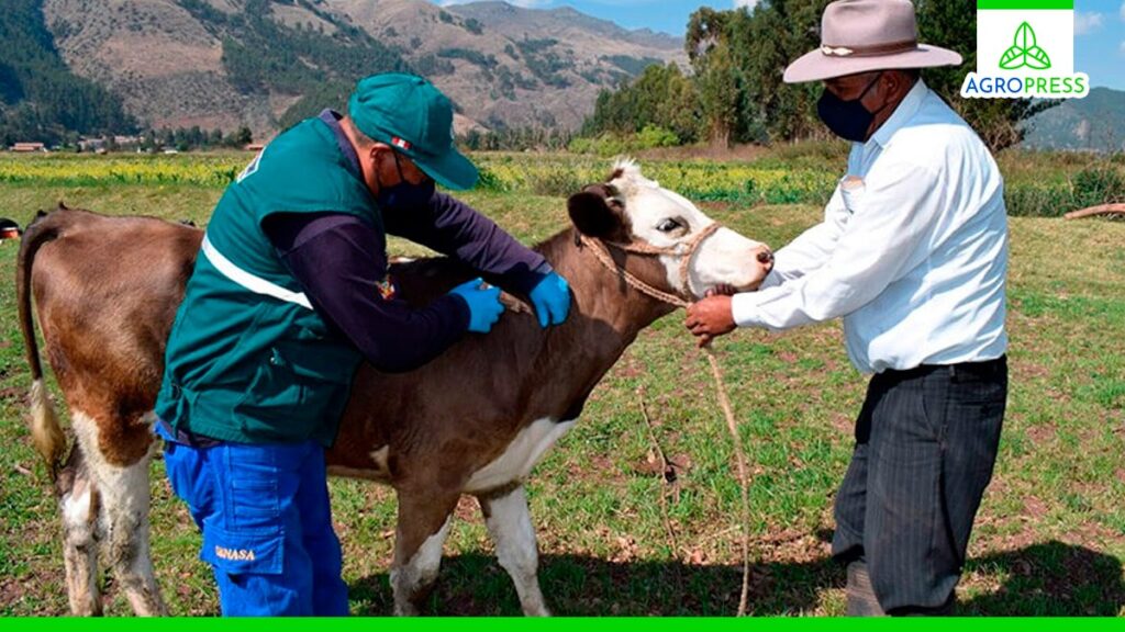 Aprende cómo prevenir enfermedades en animales de producción