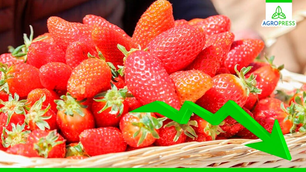 Exportación de fresa peruana disminuyó en más de 65% durante marzo de este año