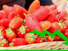 Exportación de fresa peruana disminuyó en más de 65% durante marzo de este año Exportación de fresa peruana disminuyó en más de 65% durante marzo de este año