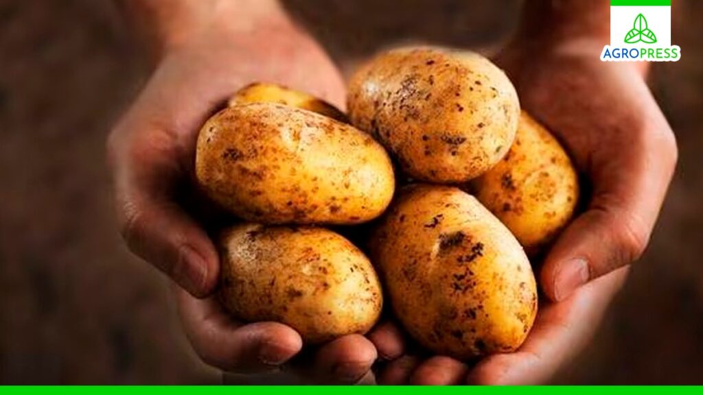 Más de 340 mil toneladas de papa se produjeron en febrero de este año