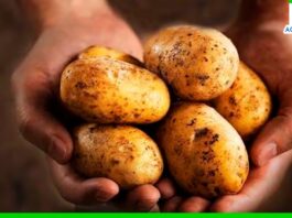 Más de 340 mil toneladas de papa se produjeron en febrero de este año Más de 340 mil toneladas de papa se produjeron en febrero de este año