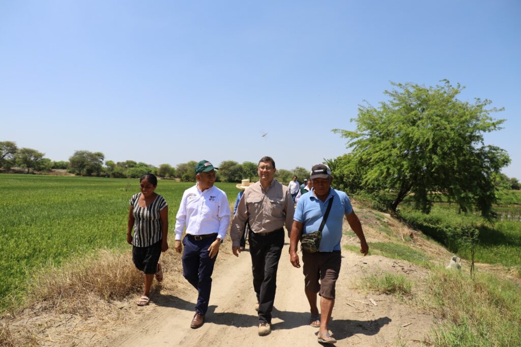 Piura Midagri realizará encuesta de costos de producción del arroz