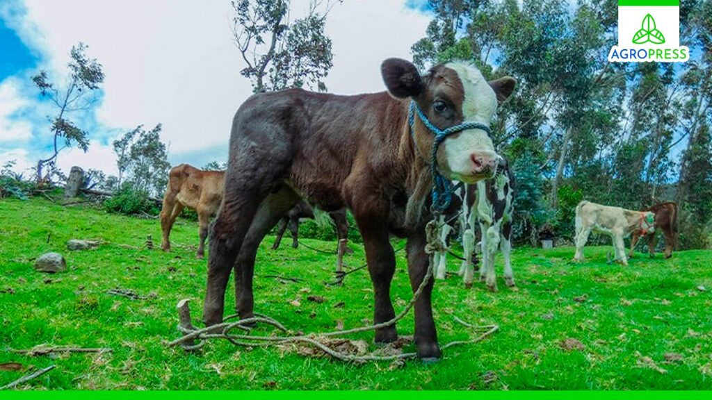 Piura: continúa la ejecución de proyectos agropecuarios con millonaria inversión